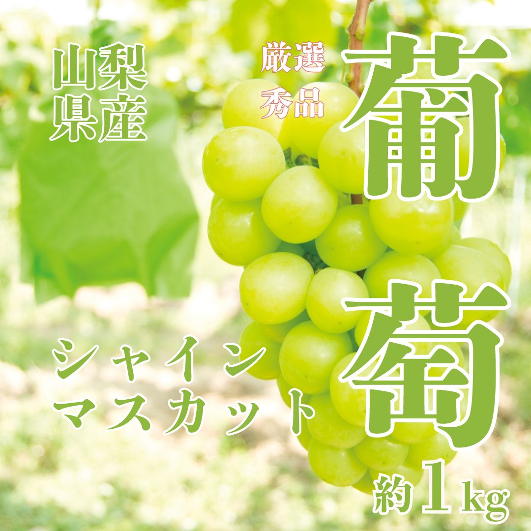 山梨のシャインマスカット | フルーツ 果物の通販 | ウマミオンラインショップ | お取り寄せ 贈答品 – UMAMI