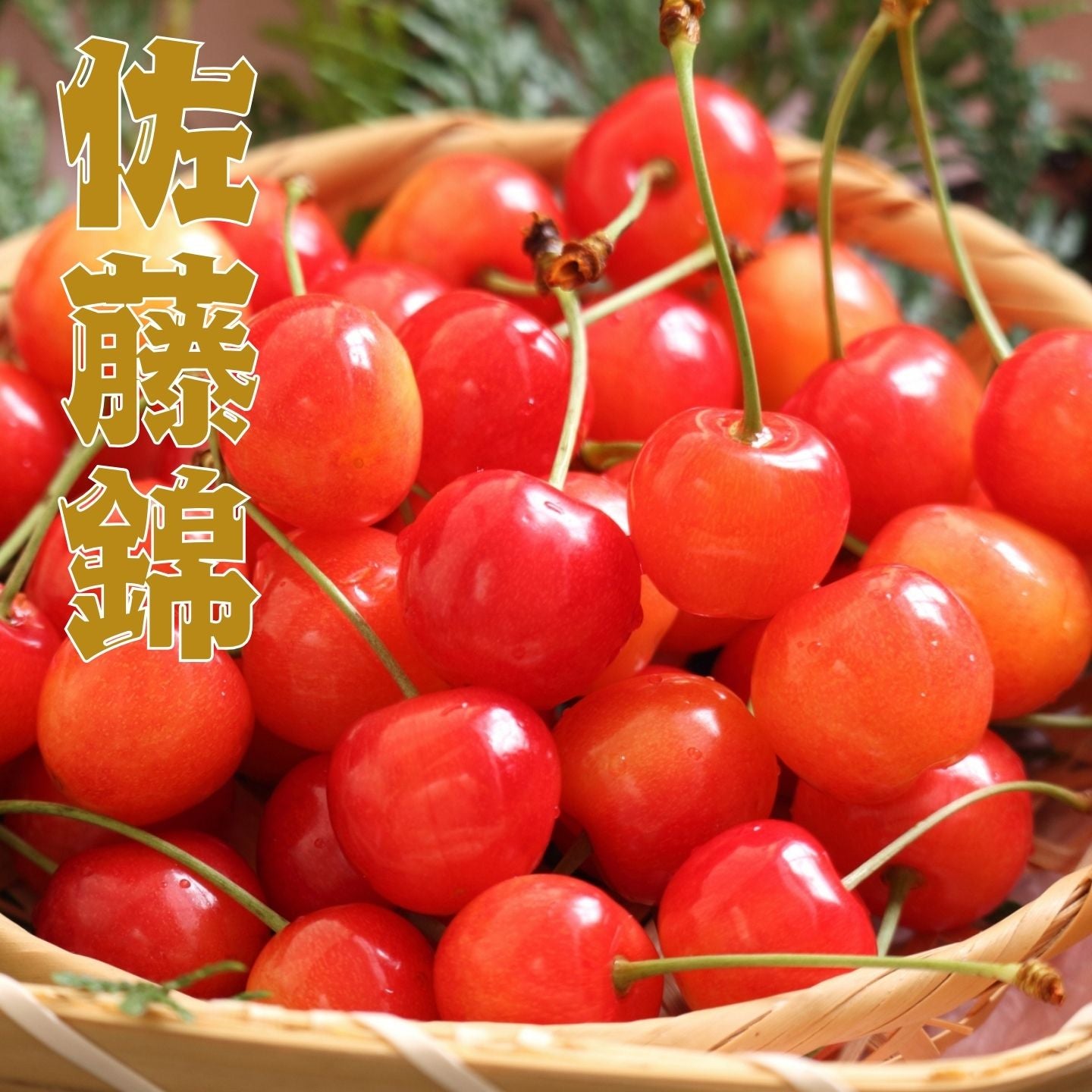 山梨のさくらんぼ 佐藤錦 | フルーツ 果物の通販 | ウマミオンライン
