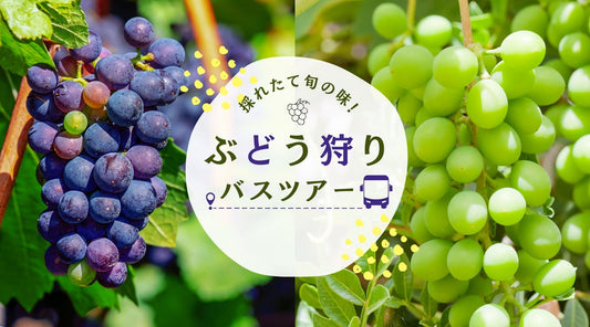 山梨で秋を満喫！ぶどう狩りバスツアーの思い出 UMAMIオンラインショップ