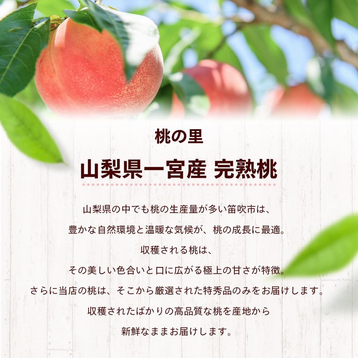山梨の完熟もも 桃 | フルーツ 果物の通販 | ウマミオンラインショップ